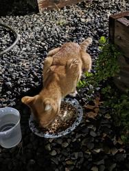 Found/Stray Unknown Cat last seen Stapleton RD, Vancouver, WA 98662