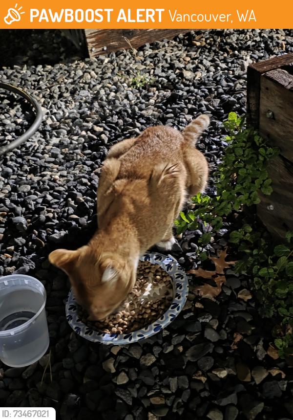 Found/Stray Unknown Cat last seen Stapleton RD, Vancouver, WA 98662