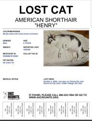 Reunited Male Cat last seen Chaney Rd & Reavis Rd, Raleigh, NC 27606