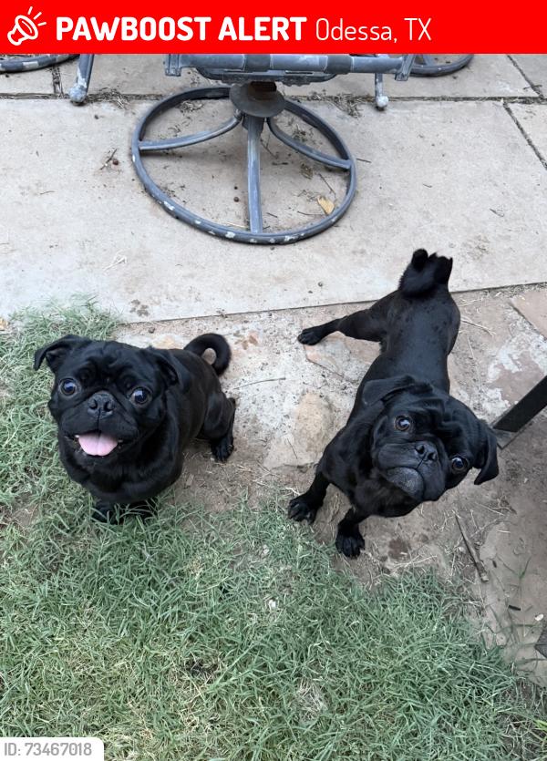 Lost Male Dog last seen 11th and Cumberland, Odessa, TX 79761