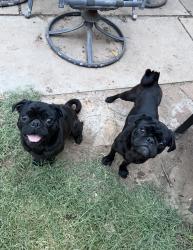 Lost Male Dog last seen 11th and Cumberland, Odessa, TX 79761