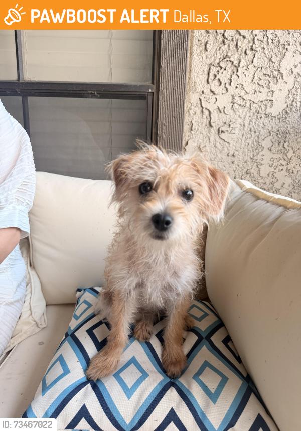 Found/Stray Female Dog last seen Near & Walnut Hill, Dallas, TX 75231