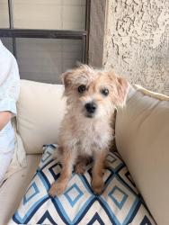 Found/Stray Female Dog last seen Near & Walnut Hill, Dallas, TX 75231