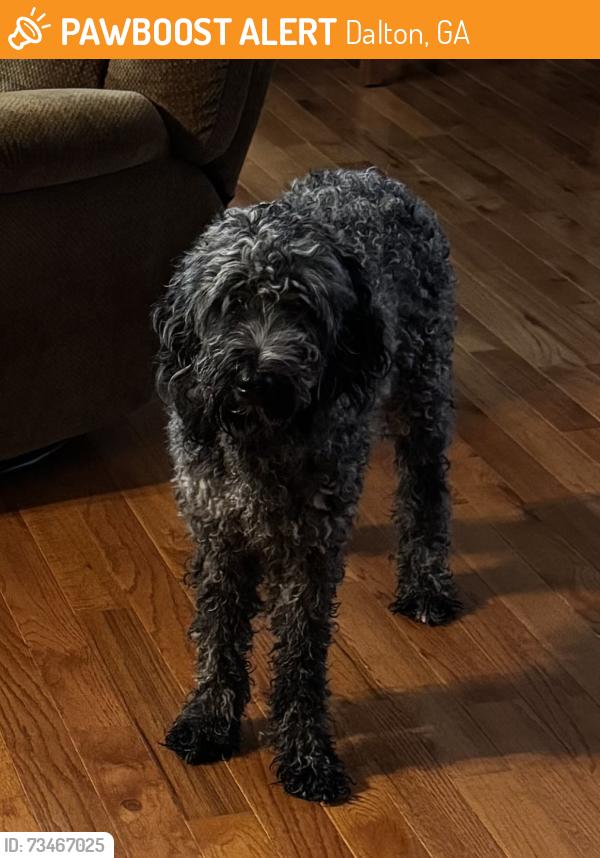 Found/Stray Female Dog last seen Crossing Cleveland Highway across from Fox Hollow subdivision, Dalton, GA 30721