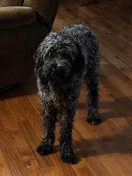 Found/Stray Female Dog last seen Crossing Cleveland Highway across from Fox Hollow subdivision, Dalton, GA 30721