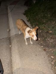 Found/Stray Unknown Dog last seen Ellsworth and Decatur, Denver, CO 80223
