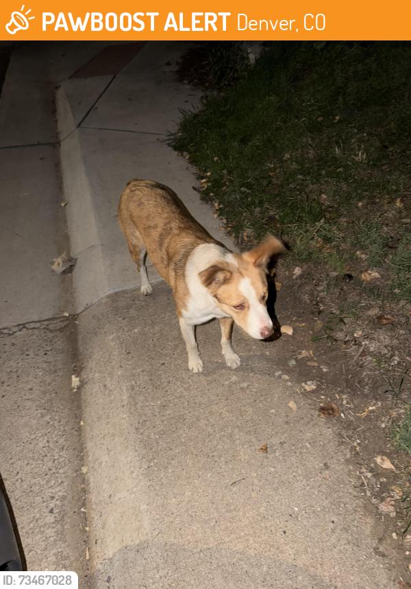 Found/Stray Unknown Dog last seen Ellsworth and Decatur, Denver, CO 80223