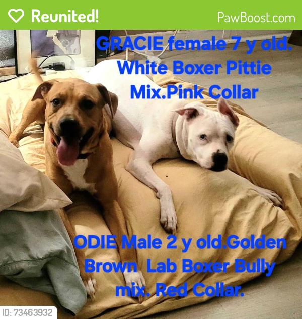 Reunited Female Dog last seen Waterford place, Dallas, TX 75205