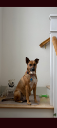 Reunited Female Dog last seen Dwight & Myrtle, San Diego, CA 92104