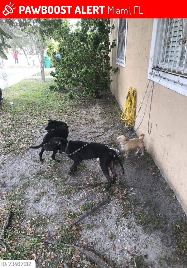Lost Female Dog last seen Near NW 18th Ave Miami, Florida, 33142, Miami, FL 33142