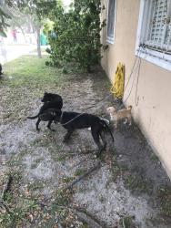 Lost Female Dog last seen Near NW 18th Ave Miami, Florida, 33142, Miami, FL 33142