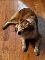 Found/Stray Male Dog last seen Crossing Cleveland Highway across from Fox Hollow subdivision, Dalton, GA 30721