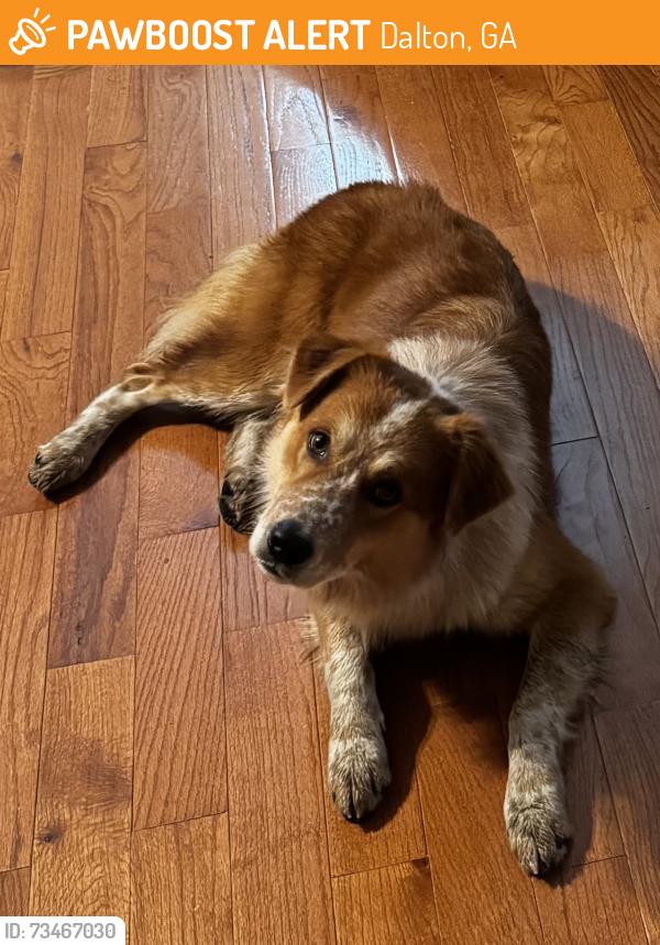 Found/Stray Male Dog last seen Crossing Cleveland Highway across from Fox Hollow subdivision, Dalton, GA 30721