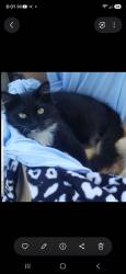 Lost Female Cat last seen Across from Dr Starling Doctors Office, Landrum, SC 29356