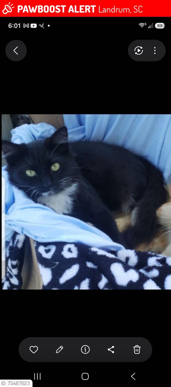 Lost Female Cat last seen Across from Dr Starling Doctors Office, Landrum, SC 29356