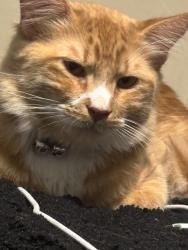 Lost Male Cat last seen moutain vista and nellis, Las Vegas, NV 89121