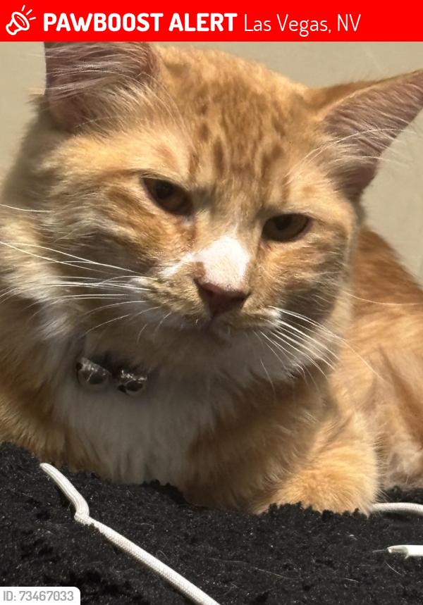 Lost Male Cat last seen moutain vista and nellis, Las Vegas, NV 89121
