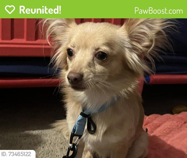 Reunited Male Dog last seen S Rossiter St, Mount Dora, FL 32757