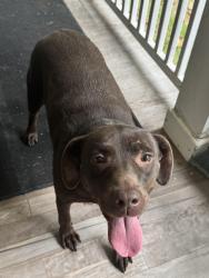 Found/Stray Female Dog last seen Houston levee rd, Memphis, TN 38016