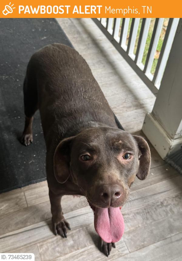 Found/Stray Female Dog last seen Houston levee rd, Memphis, TN 38016