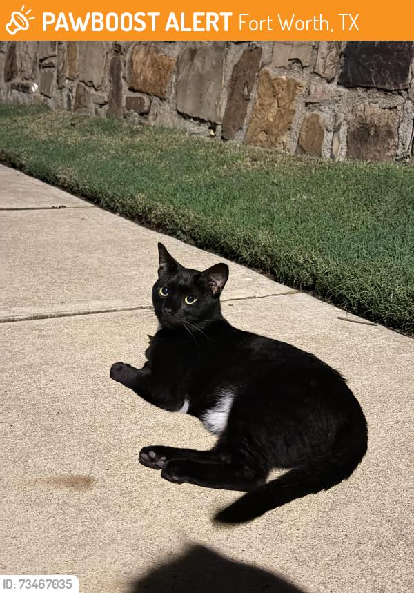 Found/Stray Female Cat last seen summer Star Ln, Fort Worth, TX 76244