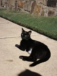 Found/Stray Female Cat last seen summer Star Ln, Fort Worth, TX 76244