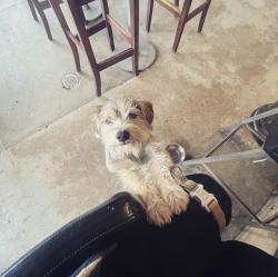Reunited Male Dog last seen Farndon and Linard st, South El Monte, CA 91733