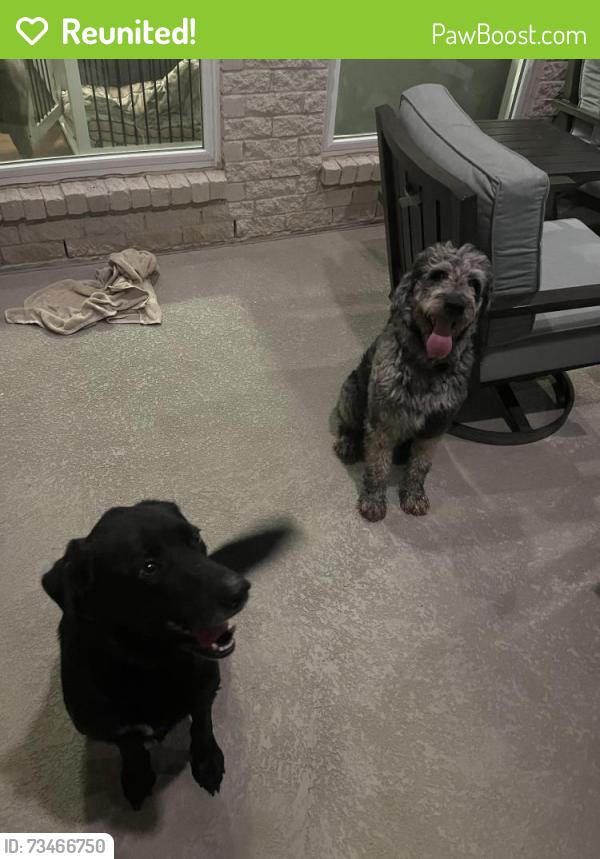 Reunited Male Dog last seen Near and Dixie Farm, Pearland, TX 77581