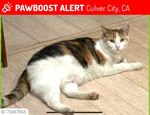 Lost Female Cat last seen Minerva ave between Washington blvd and Washington Pl, Culver City, CA 90066
