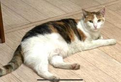 Lost Female Cat last seen Minerva ave between Washington blvd and Washington Pl, Culver City, CA 90066