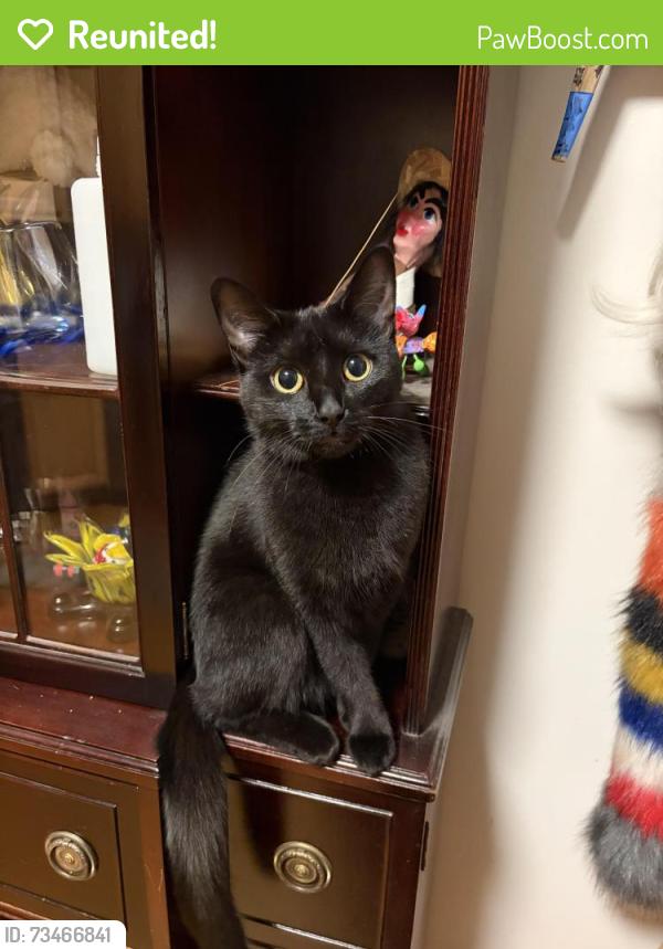 Reunited Female Cat last seen Augusta and Rockwell, Chicago, IL 60622