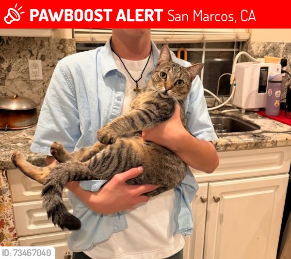 Lost Female Cat last seen Paloma Elementary, San Marcos, CA 92069