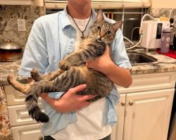 Lost Female Cat last seen Paloma Elementary, San Marcos, CA 92069