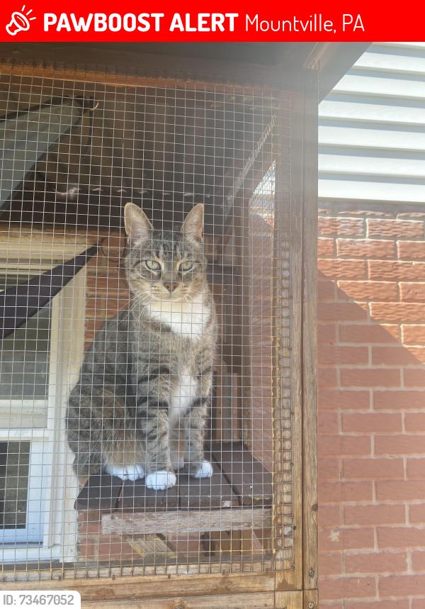 Lost Male Cat last seen Scoops ice cream, Mountville, PA 17554