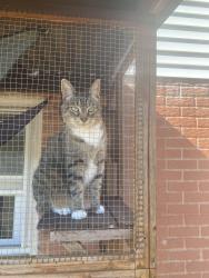 Lost Male Cat last seen Scoops ice cream, Mountville, PA 17554