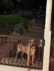 Found/Stray Unknown Dog last seen White Owl Ct. and Almond Ave, Orangevale, CA 95662