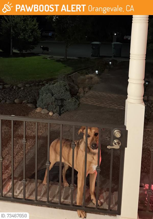 Found/Stray Unknown Dog last seen White Owl Ct. and Almond Ave, Orangevale, CA 95662