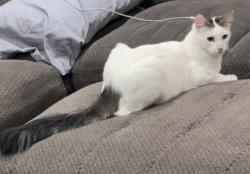 Reunited Male Cat last seen Del Amo and Bloomfield, Lakewood, CA 90715