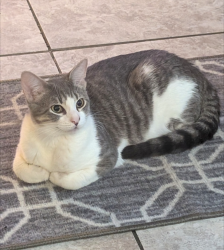 Lost Male Cat last seen W Park Pl & N Villa Ave, 10th Street, 73107, Oklahoma City, OK 73107