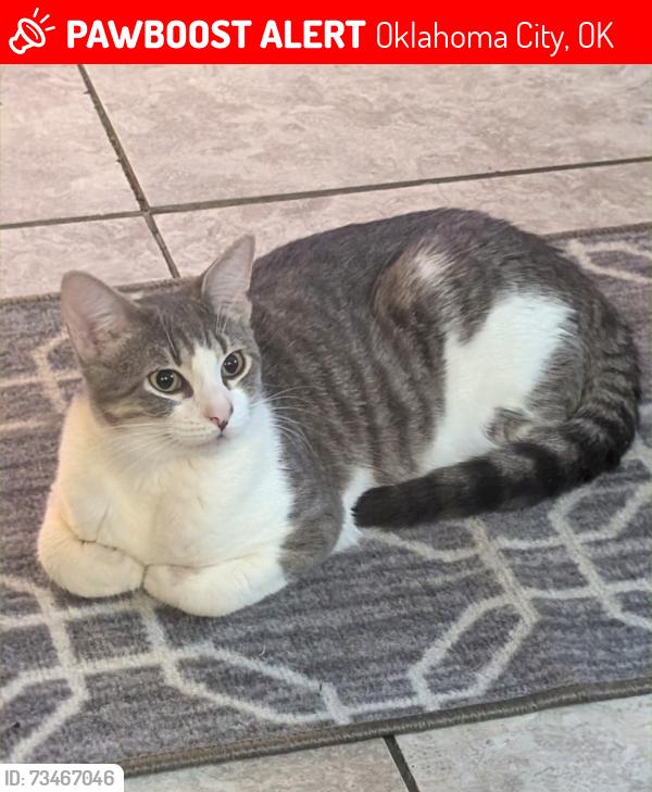 Lost Male Cat last seen W Park Pl & N Villa Ave, 10th Street, 73107, Oklahoma City, OK 73107