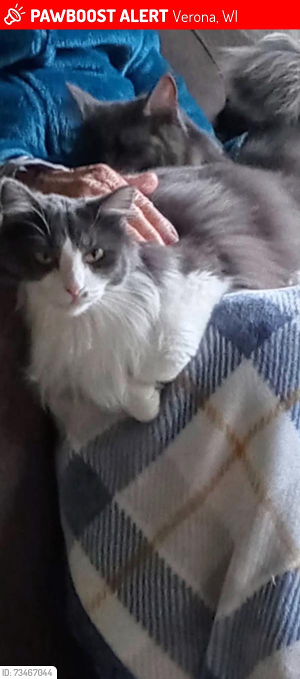 Lost Female Cat last seen Mathias way, welcome Ct, cherrywood, Verona, WI 53593
