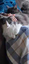 Lost Female Cat last seen Mathias way, welcome Ct, cherrywood, Verona, WI 53593