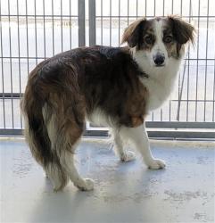 Shelter Stray Male Dog last seen Near BLOCK W OLIVE AVE, FRESNO CA 93728 2617, 5277 E Airways Blvd, Fresno, CA 93727, USA