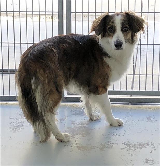 Shelter Stray Male Dog last seen Near BLOCK W OLIVE AVE, FRESNO CA 93728 2617, 5277 E Airways Blvd, Fresno, CA 93727, USA