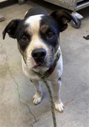 Shelter Stray Male Dog last seen Near BLOCK W DAN RONQUILLO DR, FRESNO CA 93706, 5277 E Airways Blvd, Fresno, CA 93727, USA