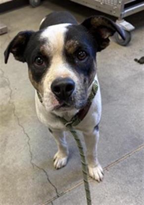 Shelter Stray Male Dog last seen Near BLOCK W DAN RONQUILLO DR, FRESNO CA 93706, 5277 E Airways Blvd, Fresno, CA 93727, USA
