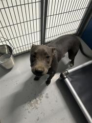 Shelter Stray Female Dog last seen Near BLOCK N VAGEDES AVE, FRESNO CA 93705 4637, 5277 E Airways Blvd, Fresno, CA 93727, USA