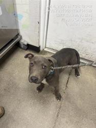 Shelter Stray Male Dog last seen Near BLOCK N VAGEDES AVE, FRESNO CA 93705 4637, 5277 E Airways Blvd, Fresno, CA 93727, USA
