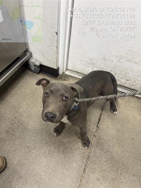 Shelter Stray Male Dog last seen Near BLOCK N VAGEDES AVE, FRESNO CA 93705 4637, 5277 E Airways Blvd, Fresno, CA 93727, USA