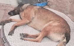 Reunited Female Dog last seen Near S Coliseum Wy, Oakland, CA 94621, Oakland, CA 94621